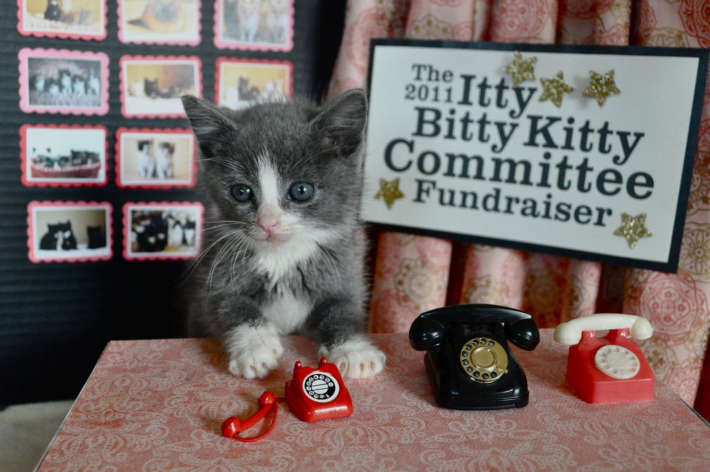 Catsparella The 2011 Itty Bitty Kitty Committee Fundraiser!