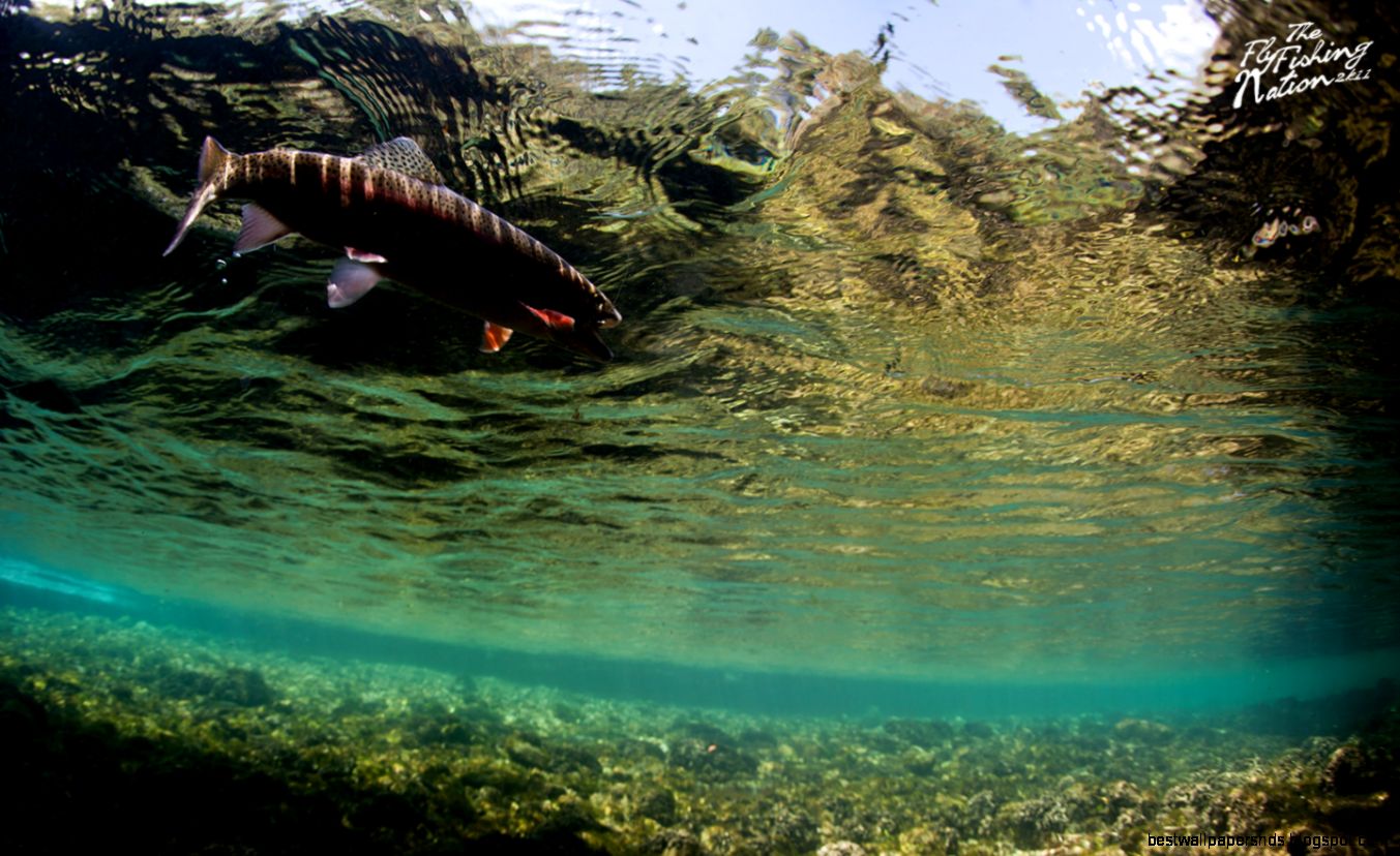Fly Fishing Wallpapers Fly Fishing Wallpapers
