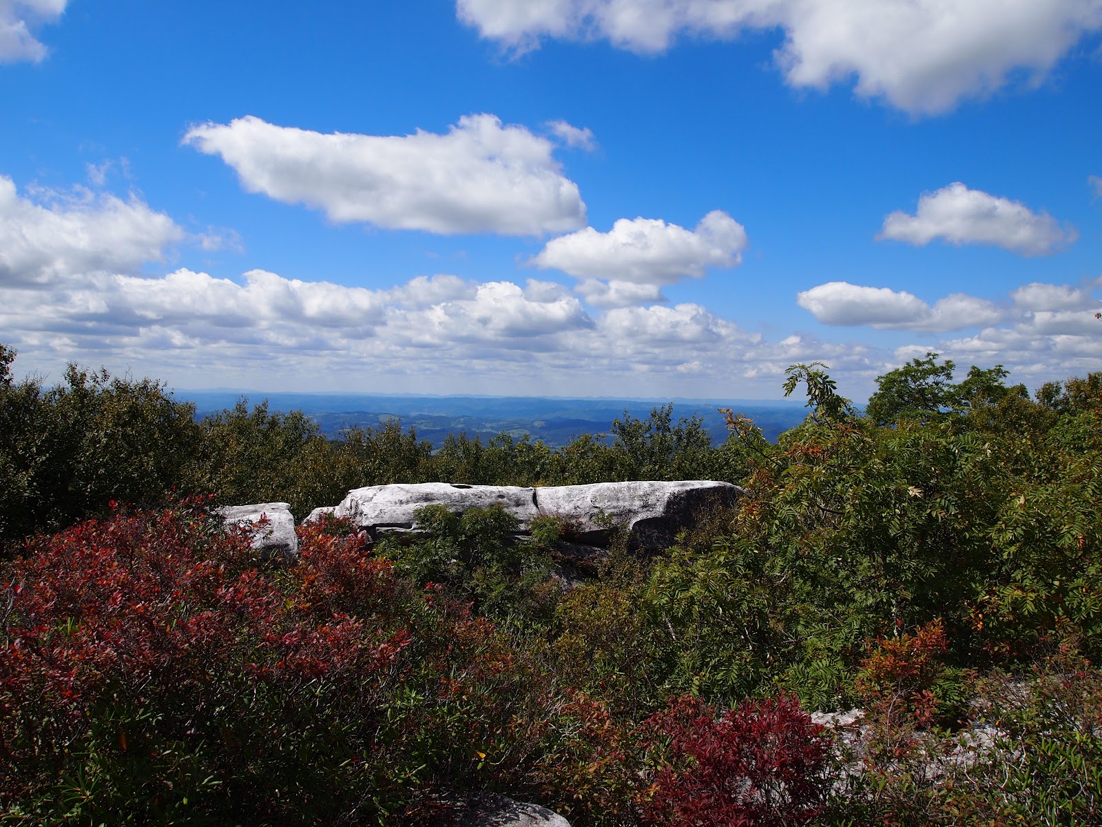 A View From Here Channels State Forest in SWVA