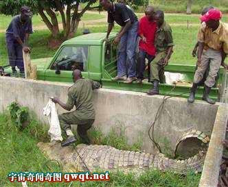 食人鱷魚 20村民