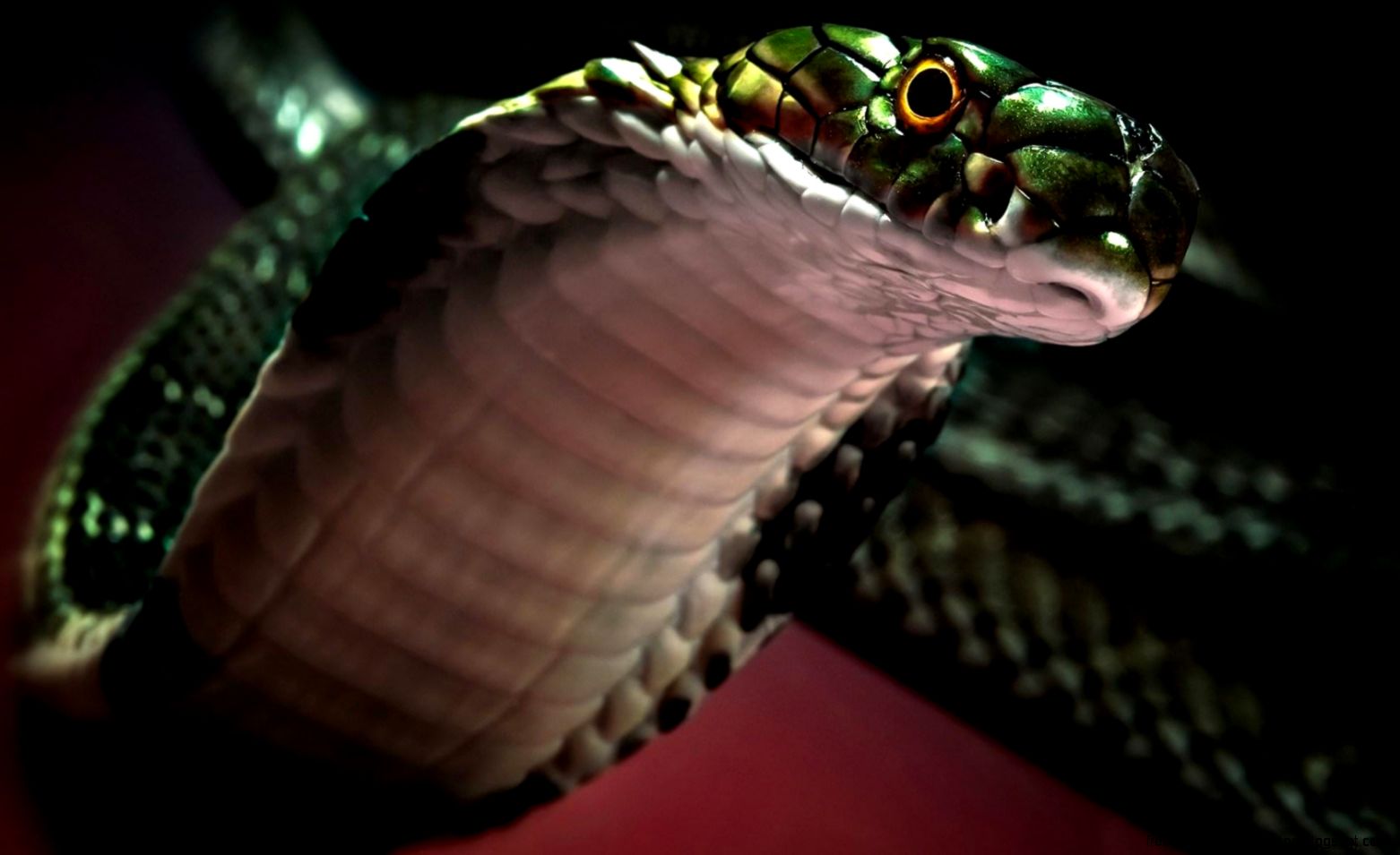 Cobra Snake Desktop Wallpaper Cobra Snake Desktop Wallpaper