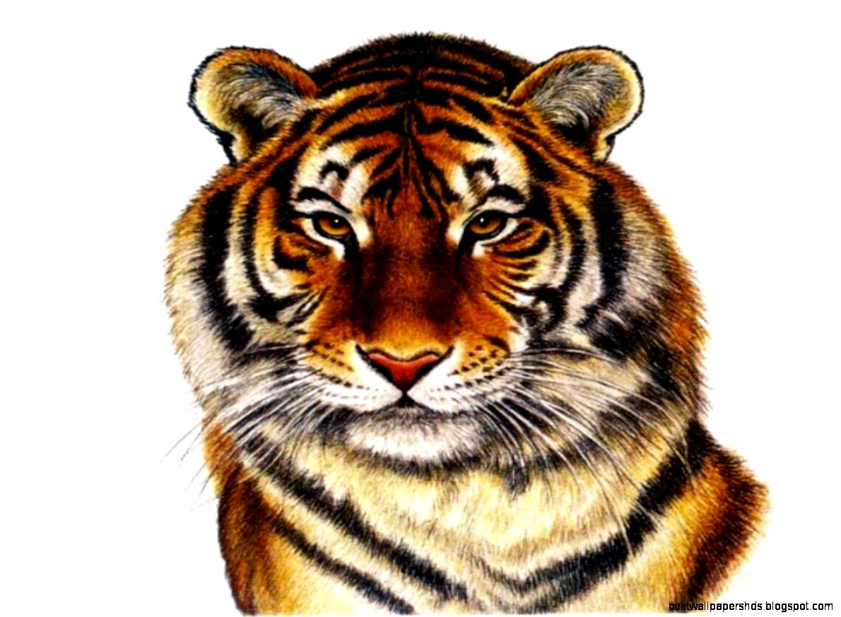 Tiger Art Francien Wall Free Animals Wallpaper Image with Tigers Tiger Art Francien Wall Free Animals Wallpaper Image with Tigers