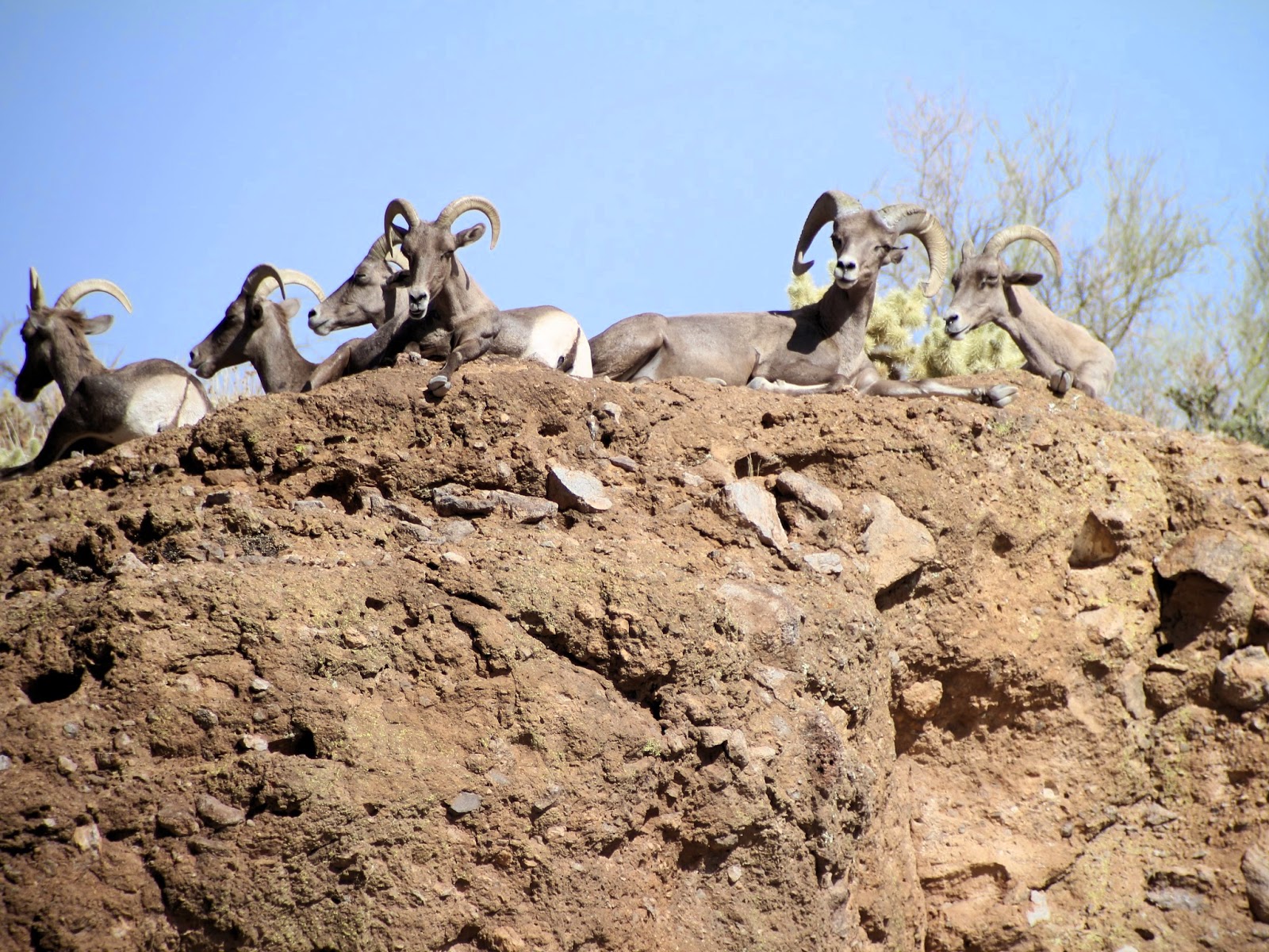 Jay+Scott+digiscoping+with+the+Swarovski+STX+and+the+Canon+SL1-Desert+Bighorn+Sheep+3.jpg