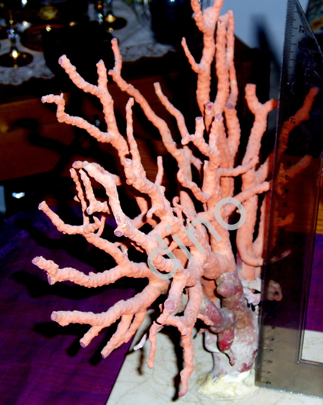 La pesca artesanal del coral rojo, buceo. Fishing red coral for sale