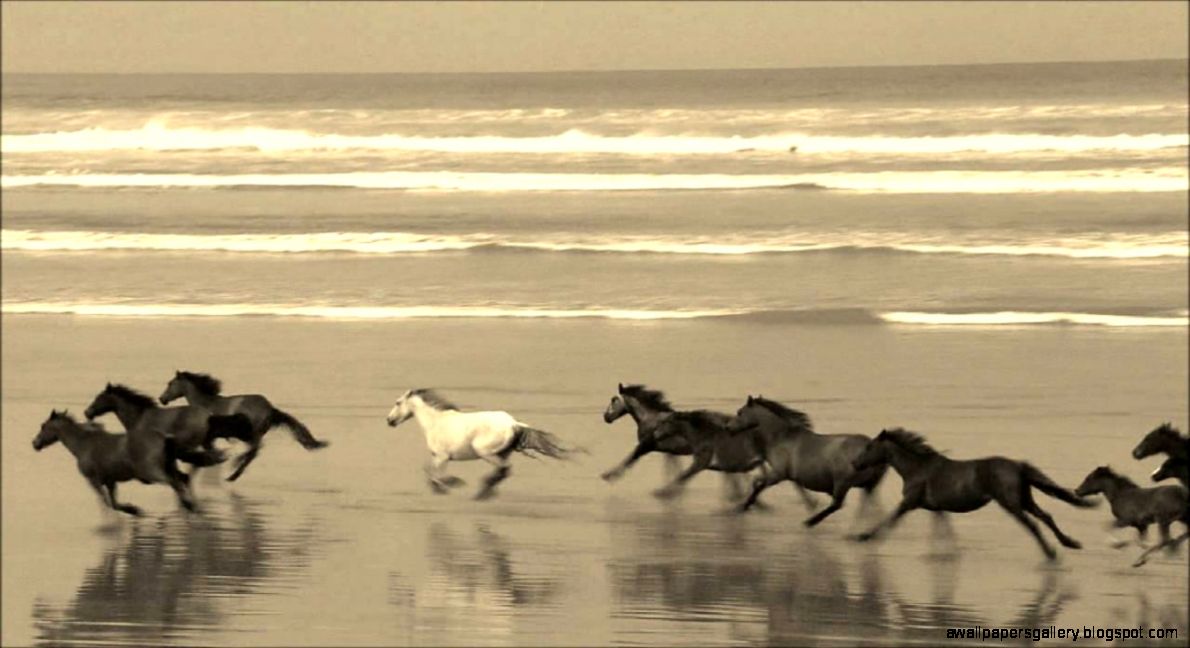 Horses galloping along the beach YouTube Horses galloping along the beach YouTube