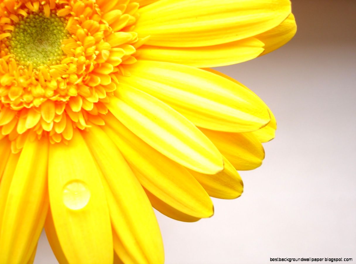 Yellow Flower Wallpapers Yellow Flower Wallpapers