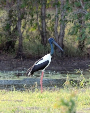 Black-necked Stork - Jabiru Stork