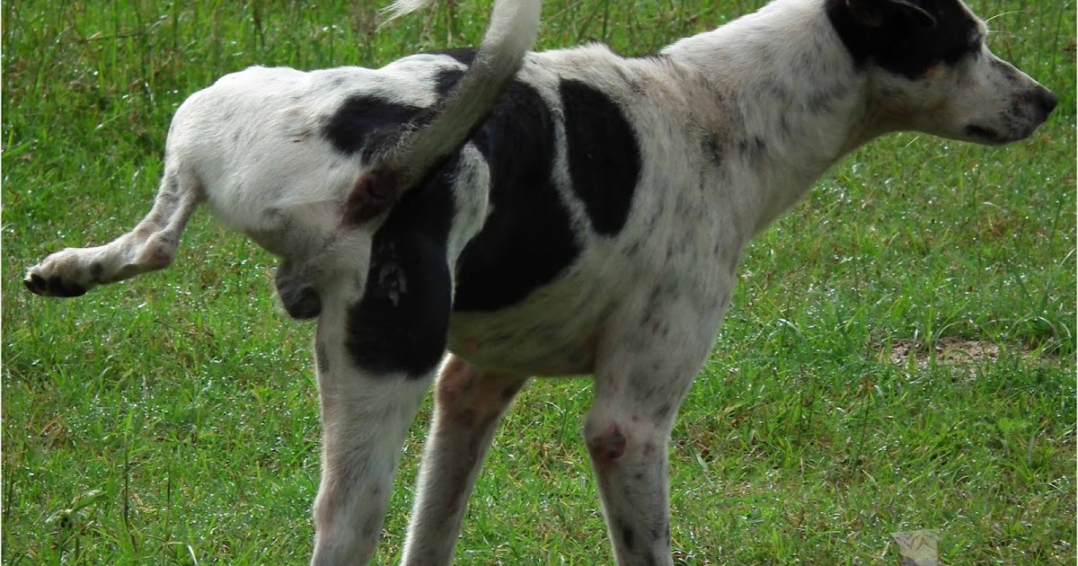 My random thoughts... Story about why dog lift their legs while peeing