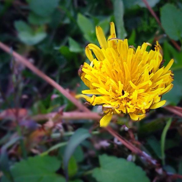 Yellow "Flower"