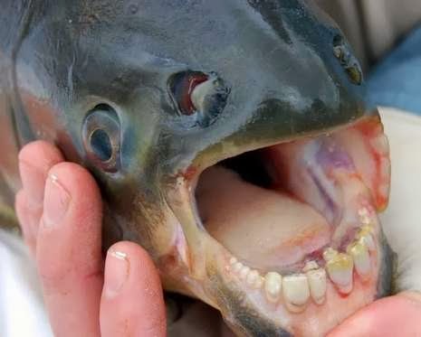 UNIK IKAN BERGIGI MANUSIA DI AMERIKA SELATAN Pacu Ikan Bergigi Manusia