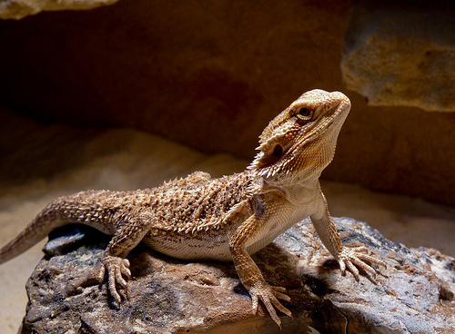 australia bearded dragon