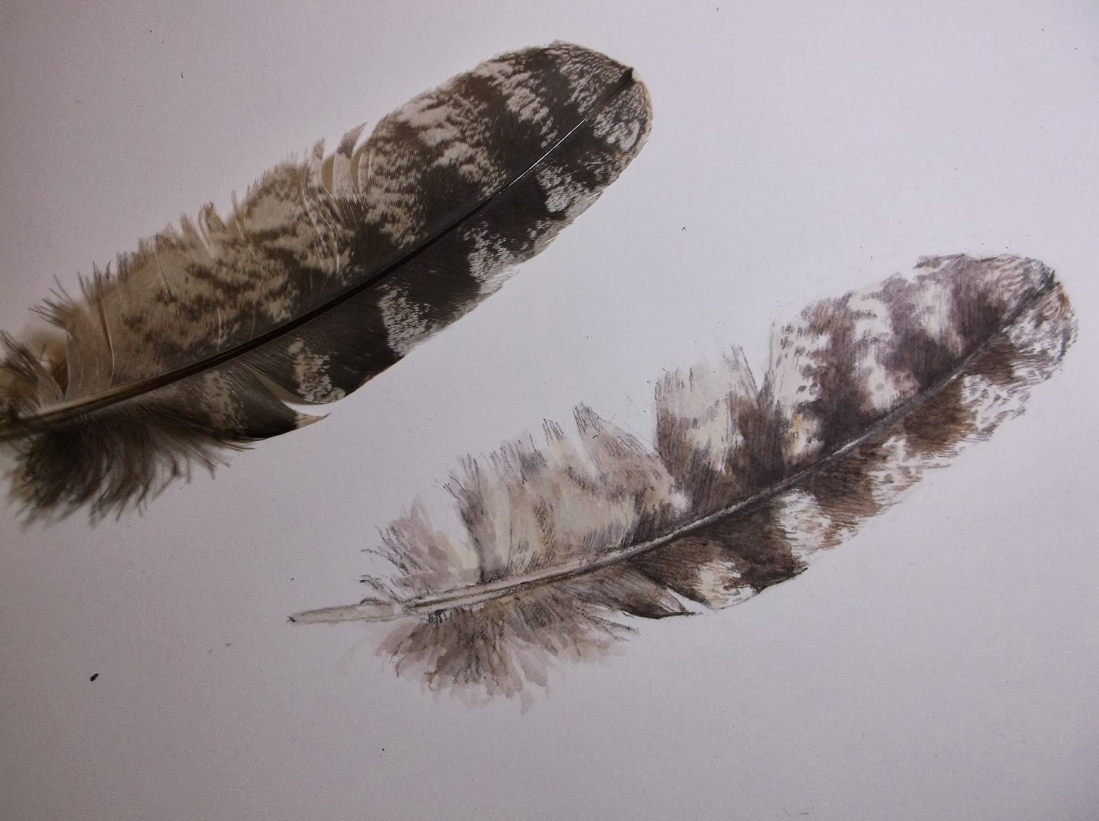 Sketching in Nature: drawing a tawny frogmouth feather