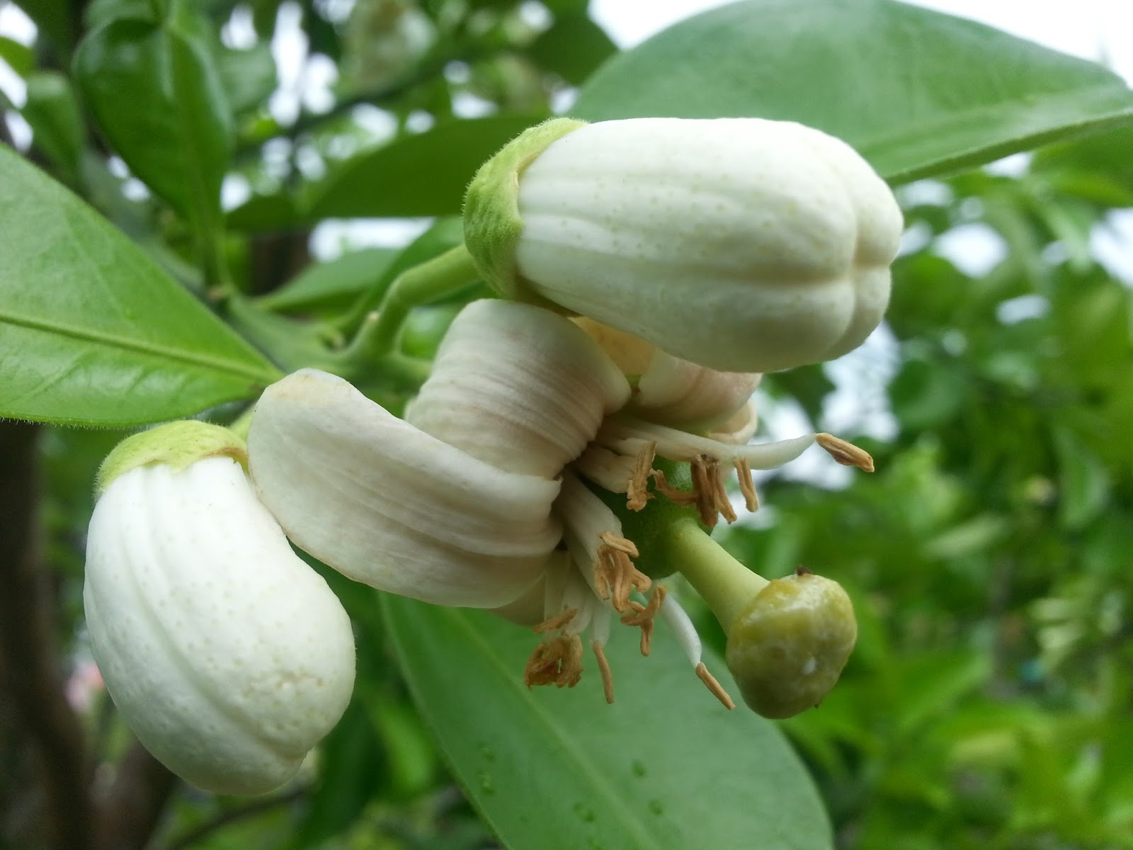 Pomelo flowers