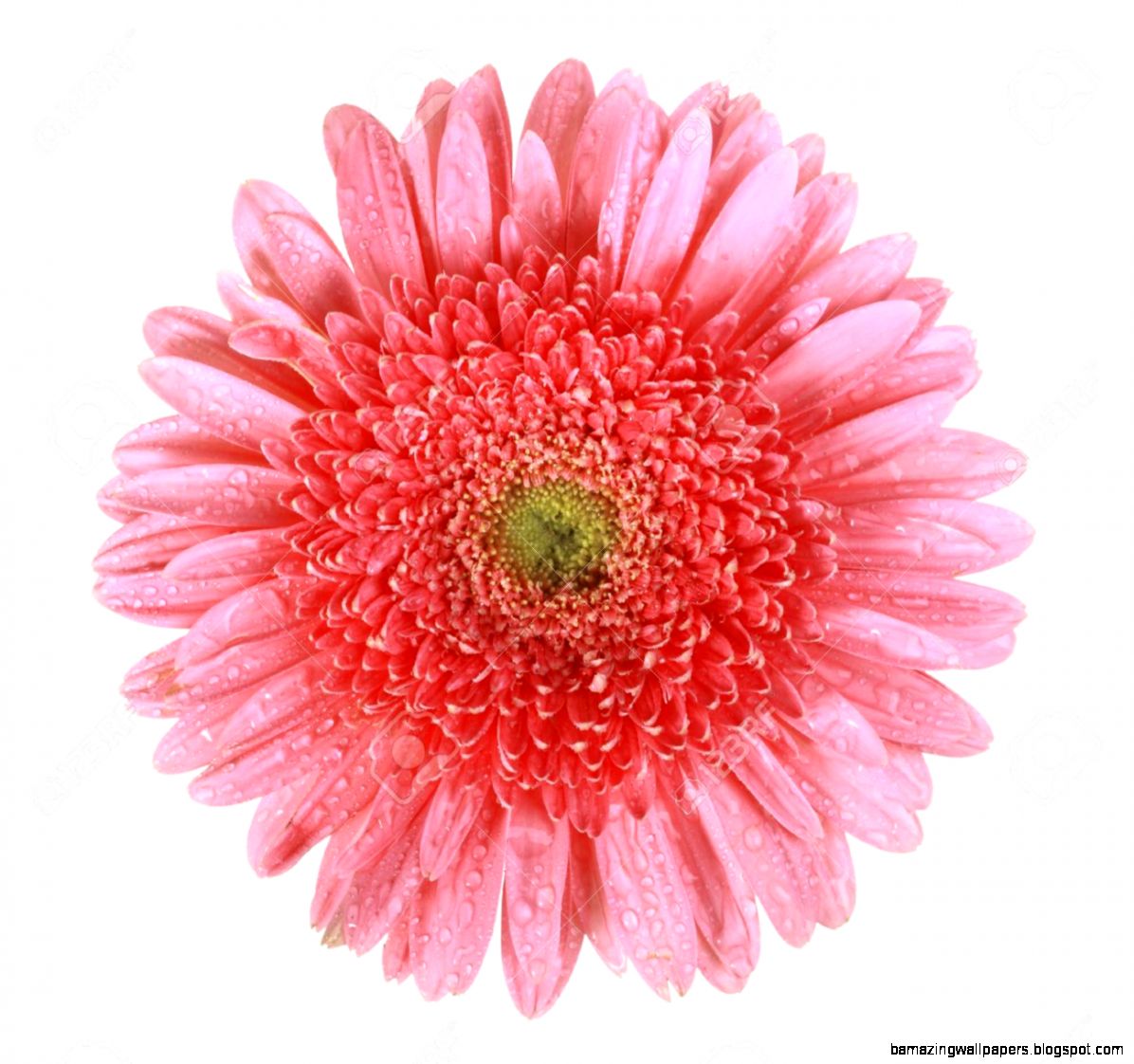 One Pink Flower With Dew Isolated On White Background Close up One Pink Flower With Dew Isolated On White Background Close up