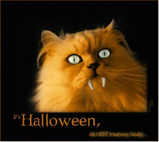 Cat Halloween