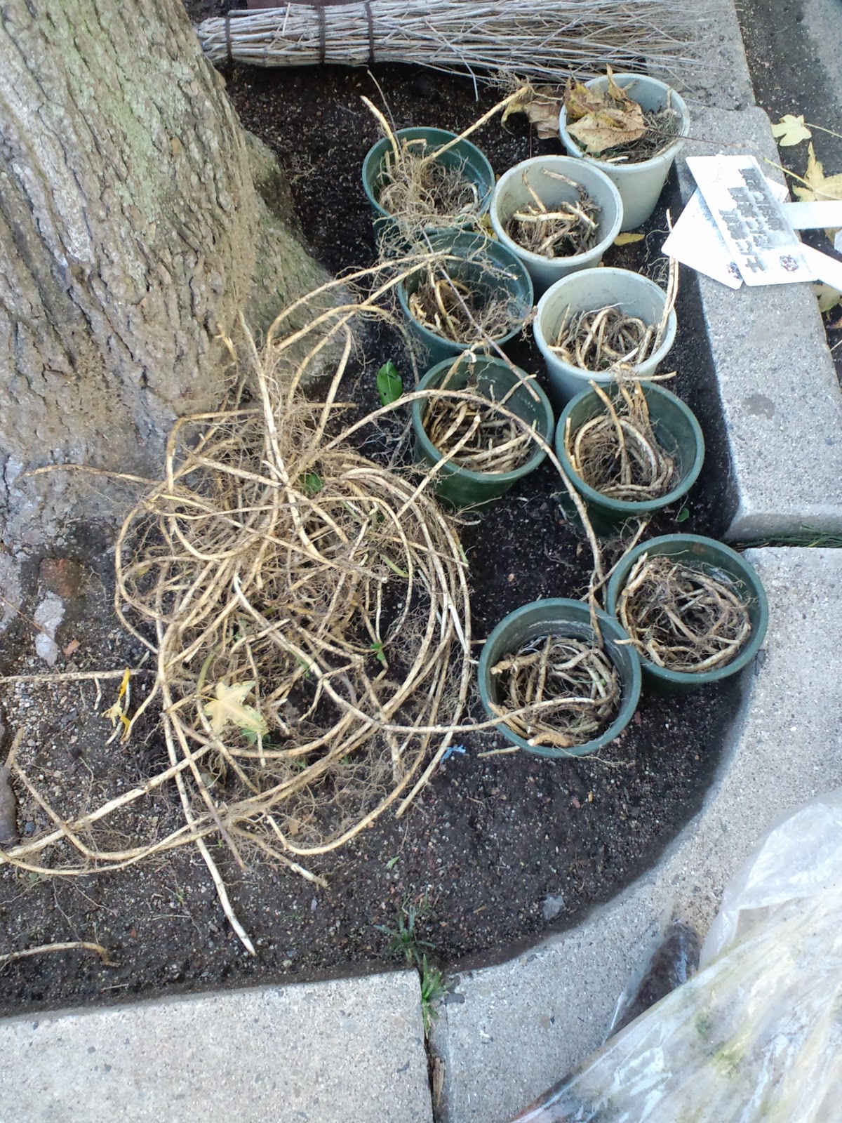 野菊の会 植え替え 平成23年11月