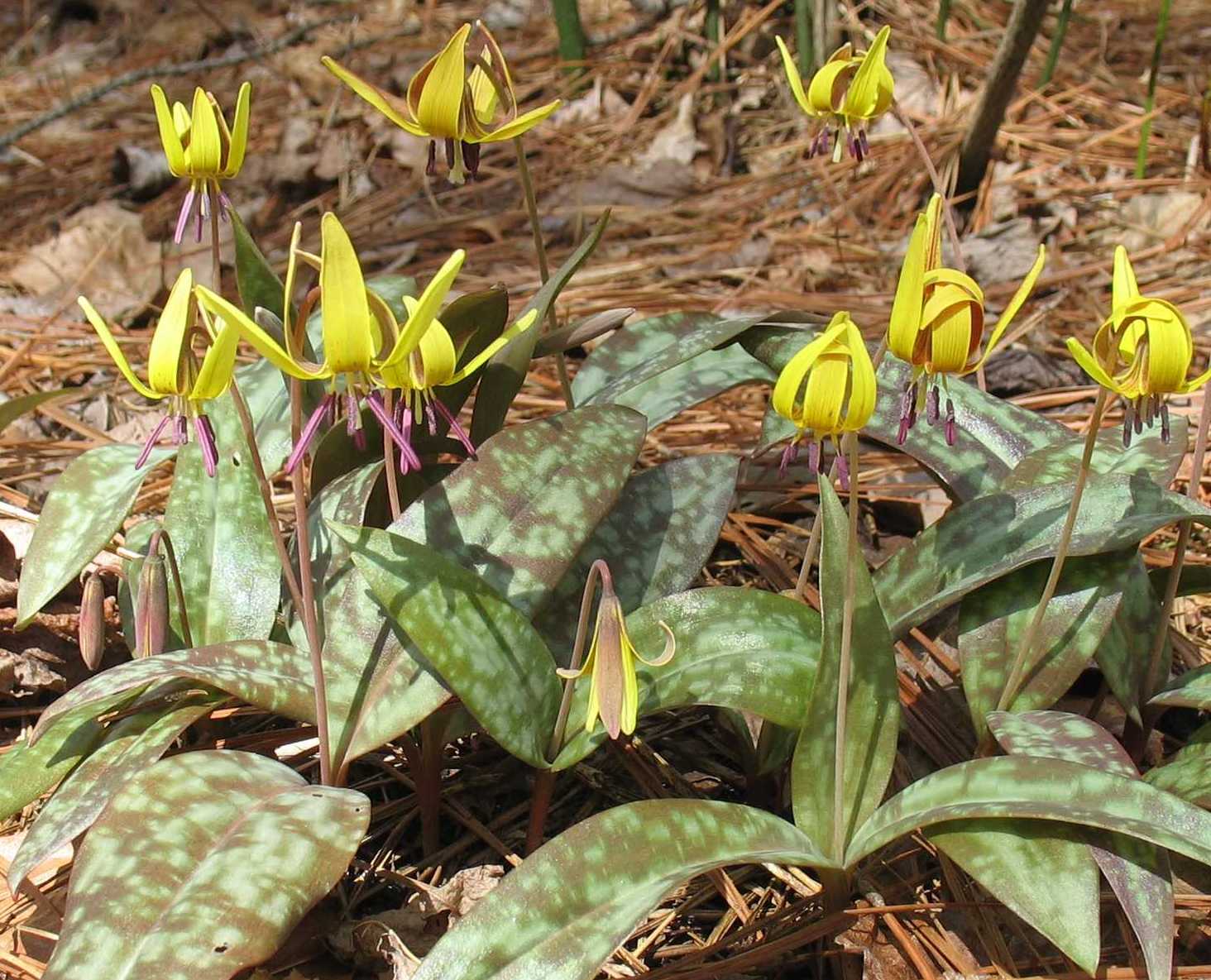 Using Native Plants The Lilies Among Us