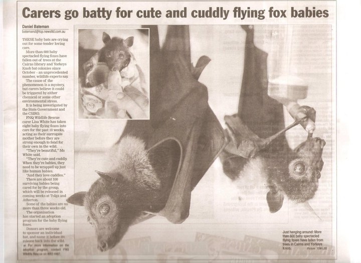 Newspaper Articles By Flying Fox Forum, Cairns QLD BATs Mega and