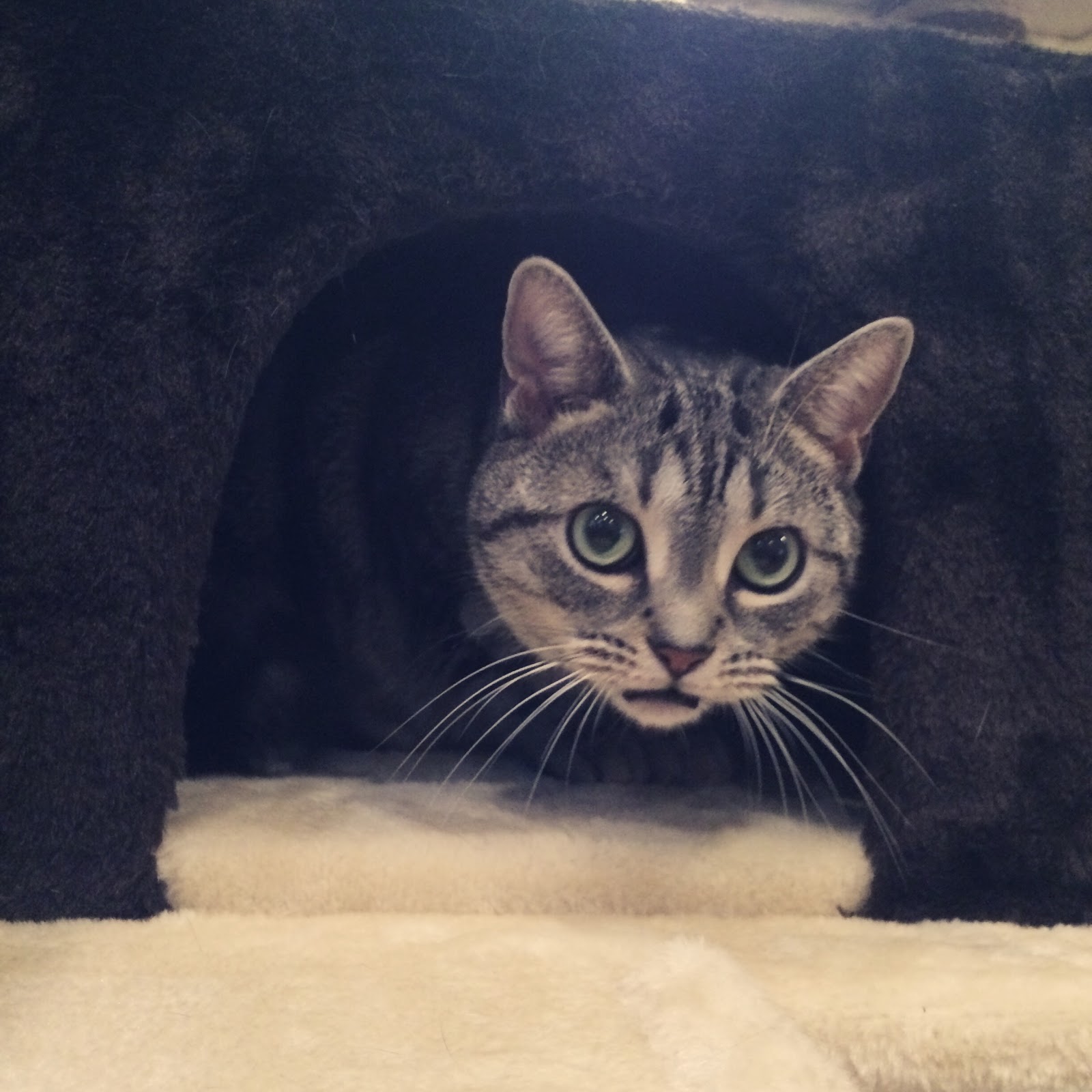本日の実家猫 そしてまたフレーメン
