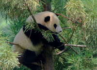 DESCOBERTA-REVELA-SUPER-ANTIBIÓTICO-ENCONTRADO-NO-SANGUE-DOS-PANDAS-GIGANTES DESCOBERTA-REVELA-SUPER-ANTIBIÓTICO-ENCONTRADO-NO-SANGUE-DOS-PANDAS-GIGANTES