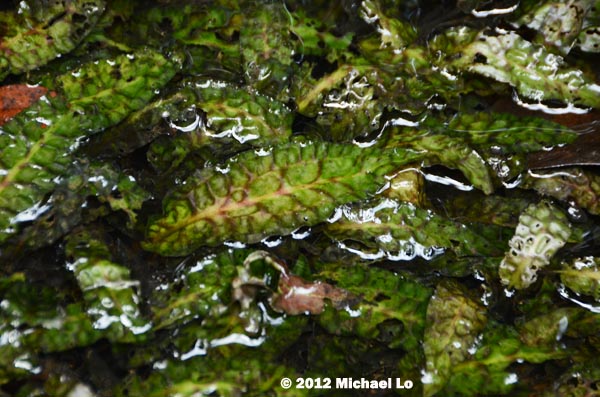 cryptocoryne bullosa