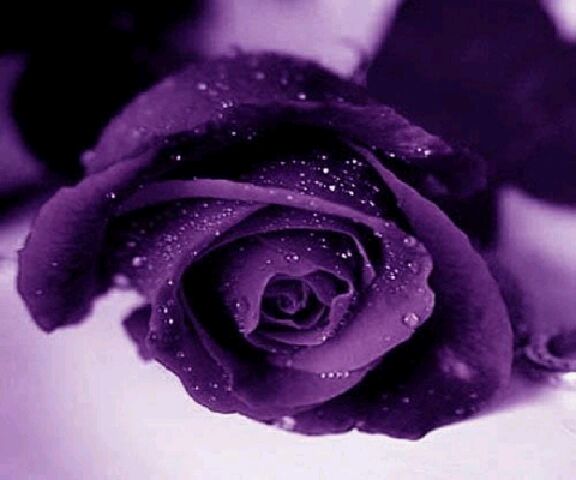 زهرة البنفسج .. Purple+rose