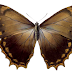 Morpho theseus