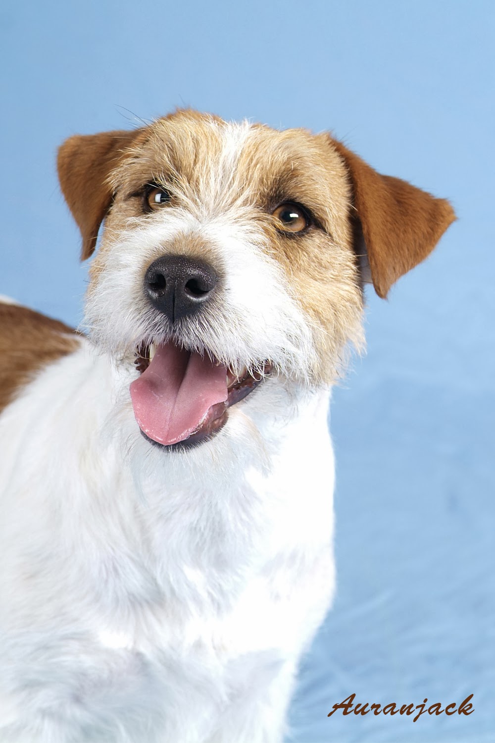 Los Jacks Russells de Auranjack