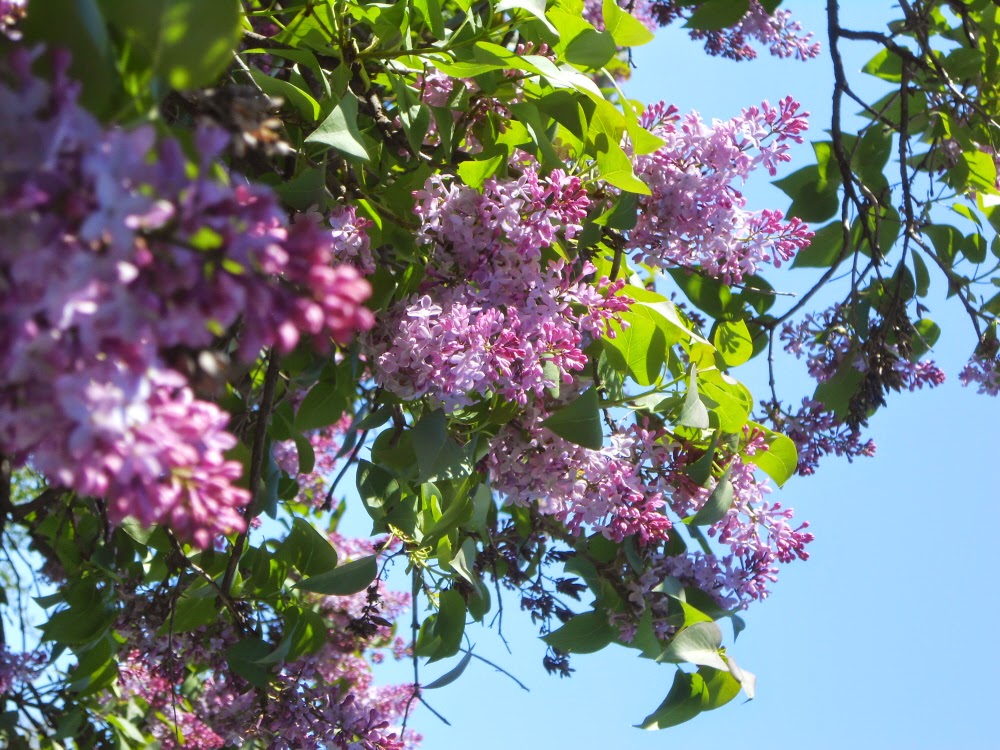 when lilacs last in the dooryard When lilacs last in the dooryard bloomed by walt whitman 1 when lilacs last in the dooryard bloomed, and the great star early drooped in the western sky in the. when lilacs last in the dooryard When lilacs last in the dooryard bloomed by walt whitman 1 when lilacs last in the dooryard bloomed, and the great star early drooped in the western sky in the.