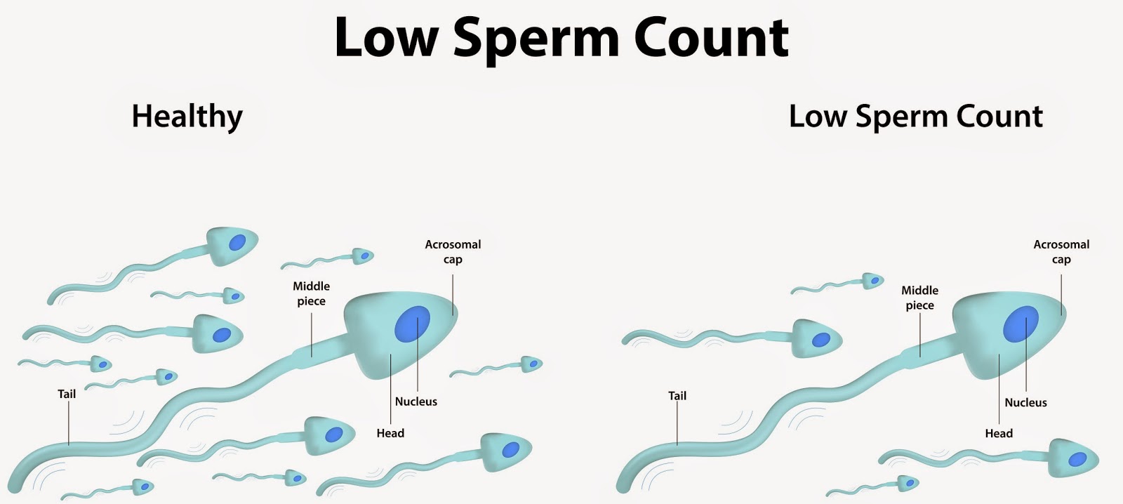 Sperm count of the daily ejaculator