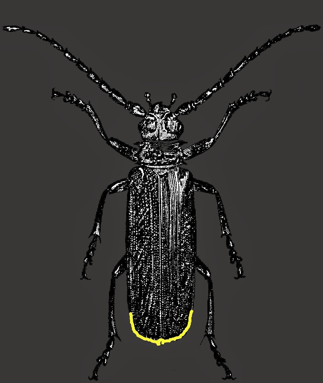 download fireflies glow worms and lightning bugs download fireflies glow worms and lightning bugs