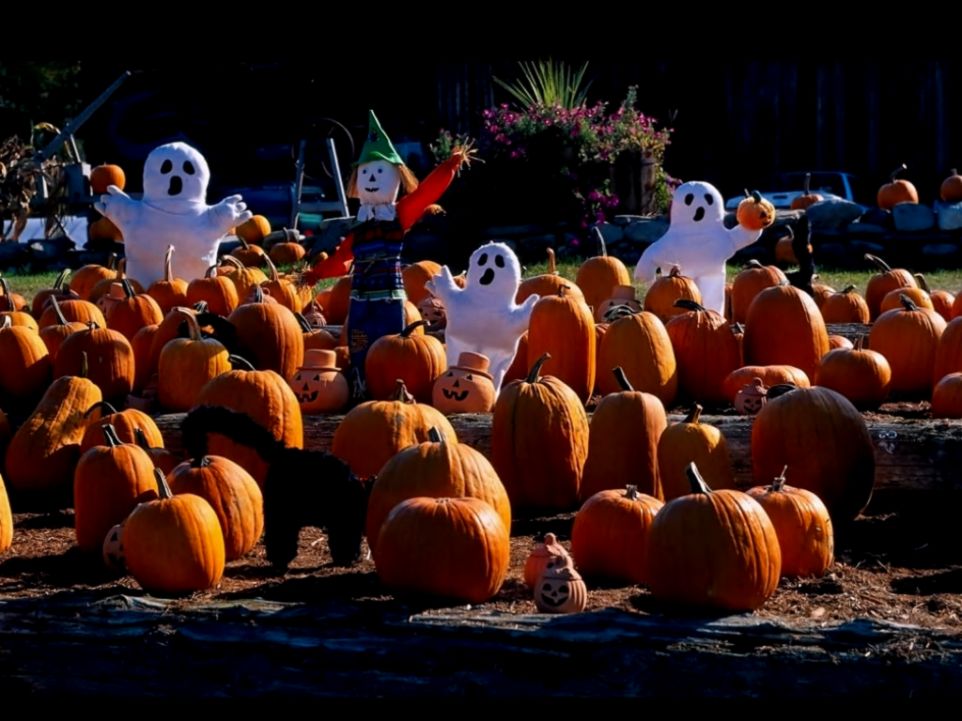 Halloween Pumpkin Patch Wallpapers Halloween Pumpkin Patch Wallpapers