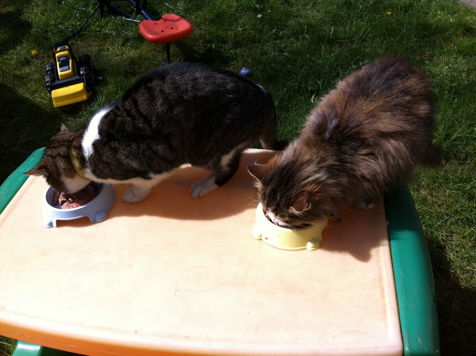 Monster Pet Supplies A Review chelseamamma.co.uk