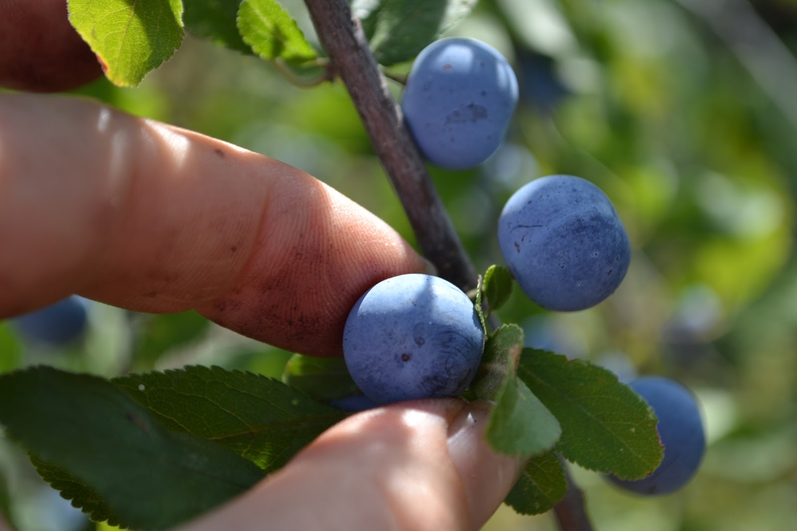 La Creativita E I Suoi Colori Ricetta Tipica Delle Marche Liquore Di Prugnole Selvatiche