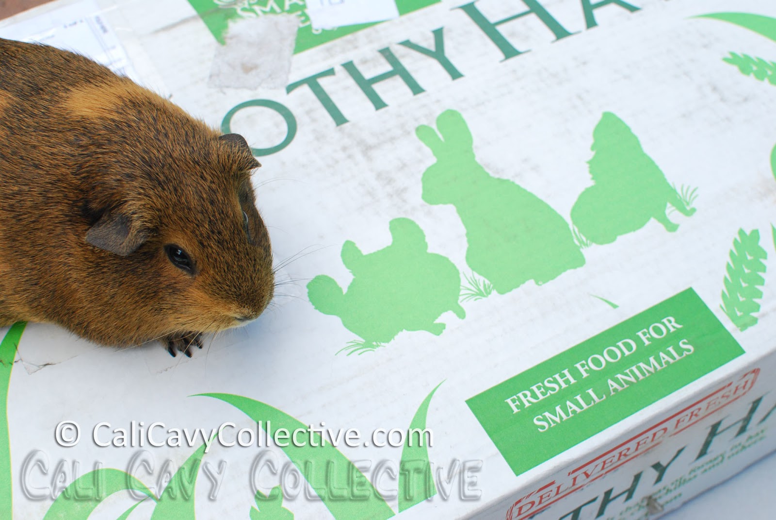 Cali Cavy Collective a blog about all things guinea pig Small Pet