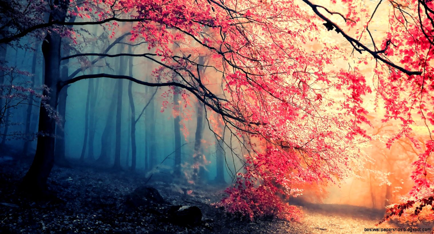 Fall Forest Background Tumblr Fall Forest Background Tumblr