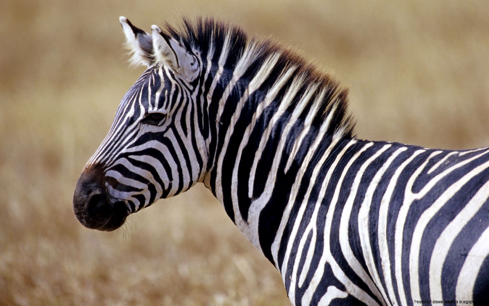 Cute Zebra Cute Zebra