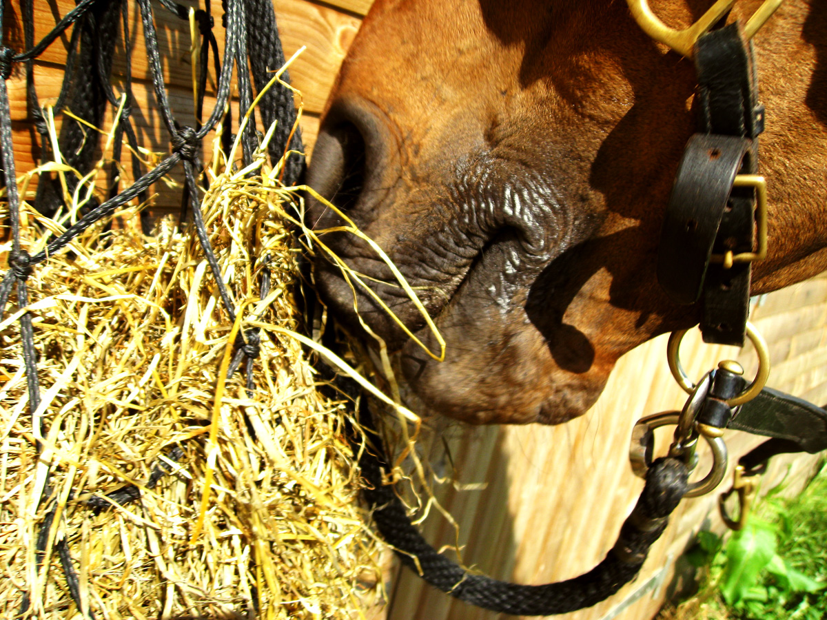 My Equestrian World Oil and Horses