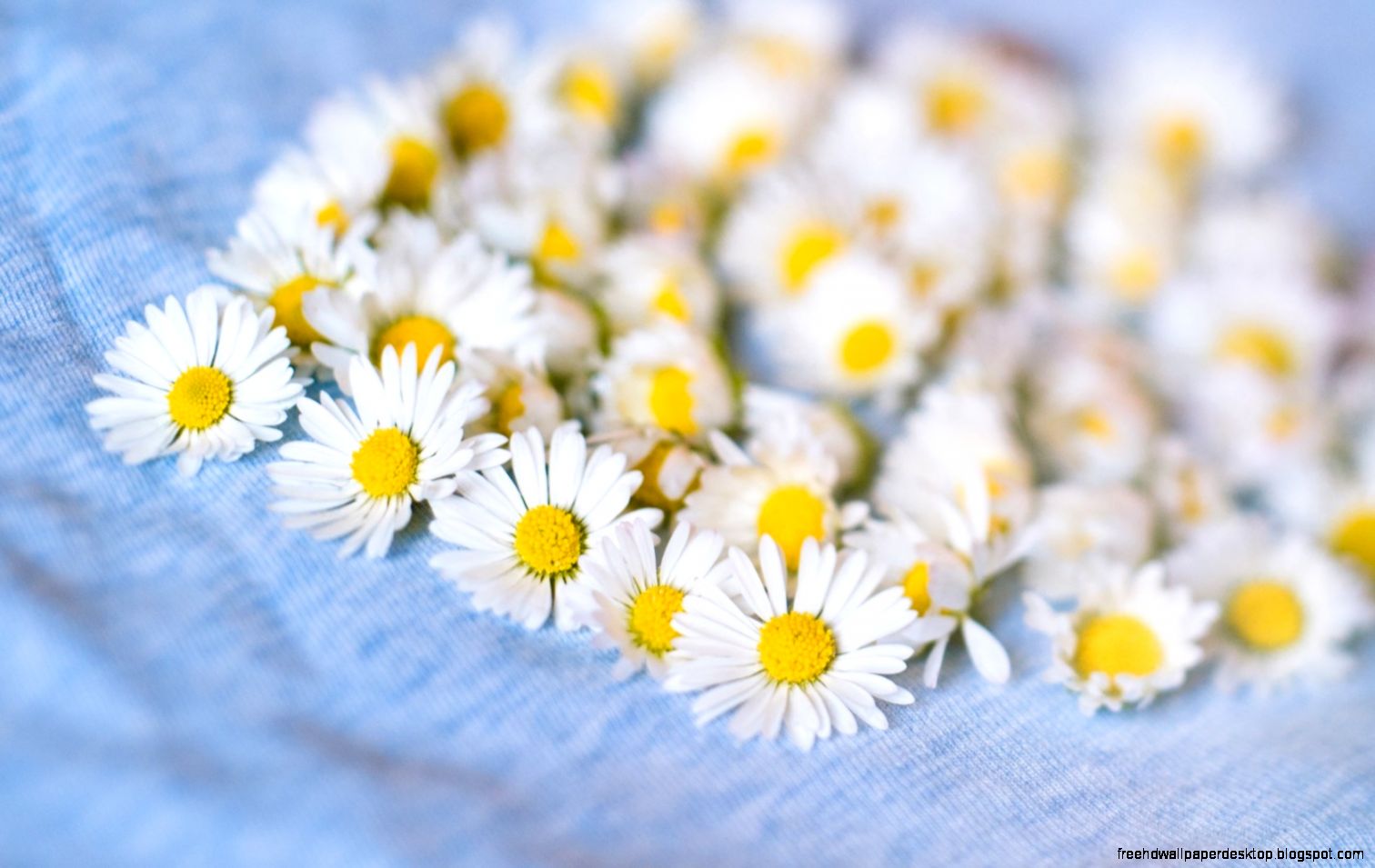 Chamomile White Flowers HD Wallpaper FreeWallsUp Chamomile White Flowers HD Wallpaper FreeWallsUp