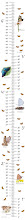 Growth Chart