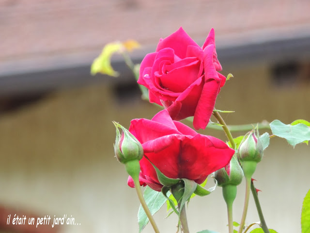 rosier grimpant rouge et remontant