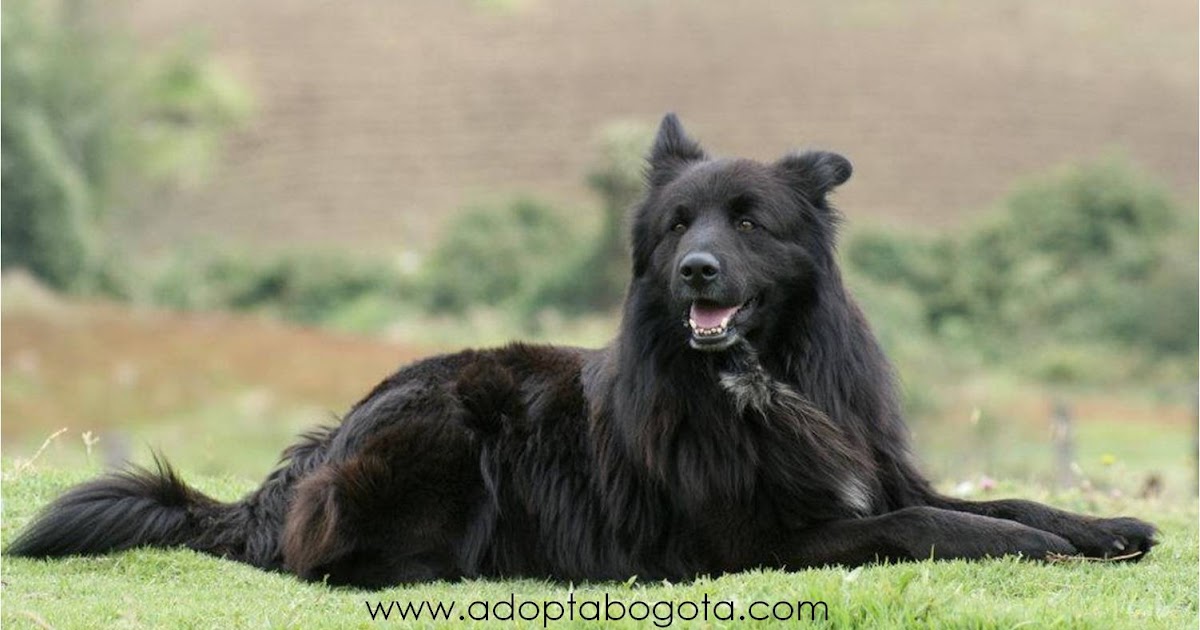 Adopta Bogotá: El síndrome del perro negro