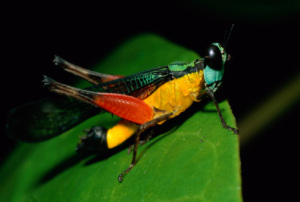Fakta unik dan menarik tentang belalang