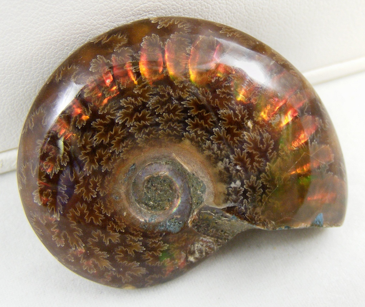 opalized ammonite fossil opalized ammonite fossil