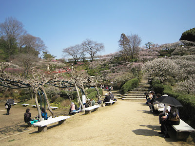 兵庫県・中山寺の梅林