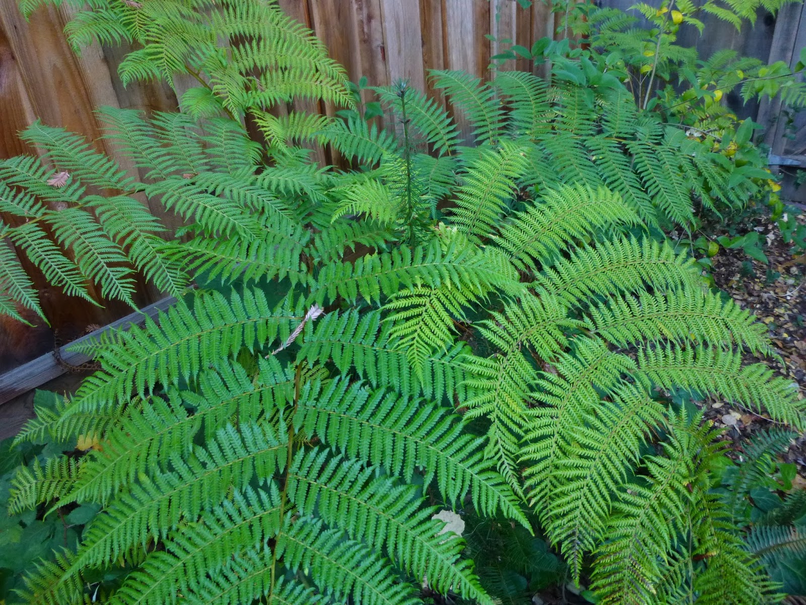 My California Garden in Zone 23 The Giant Redwoods are In Cahoots with