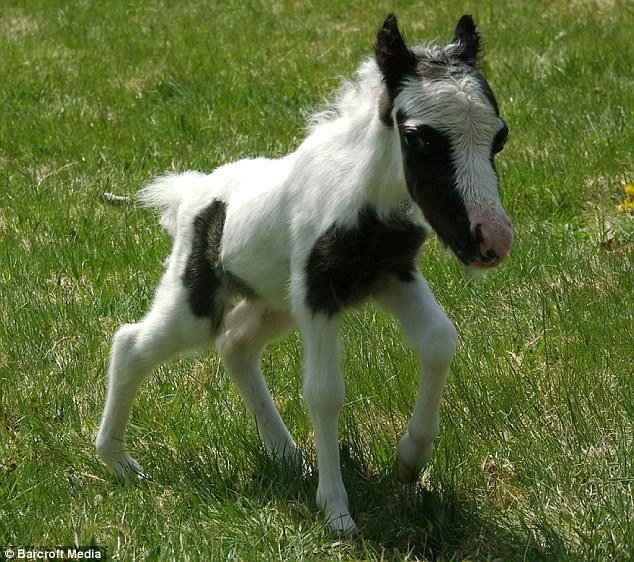 Most Amazing Facts Meet the World’s Smallest Horse