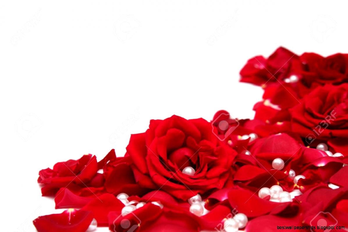 Beautiful Red Roses On A White Background Stock Photo Picture And Beautiful Red Roses On A White Background Stock Photo Picture And