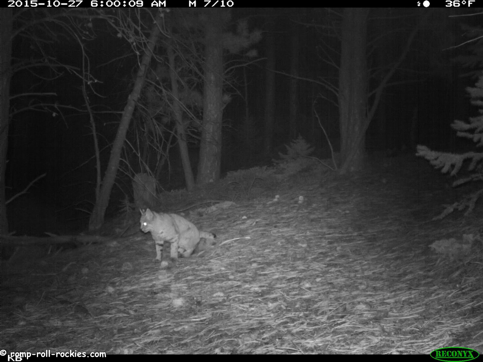 Romping and Rolling in the Rockies National Cat Day My Trail Cam Cat