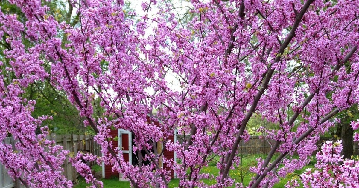 Flaws, Every Rose Does NOT Have Thorns, Bret